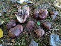 Tricholoma populinum-amf1867-1